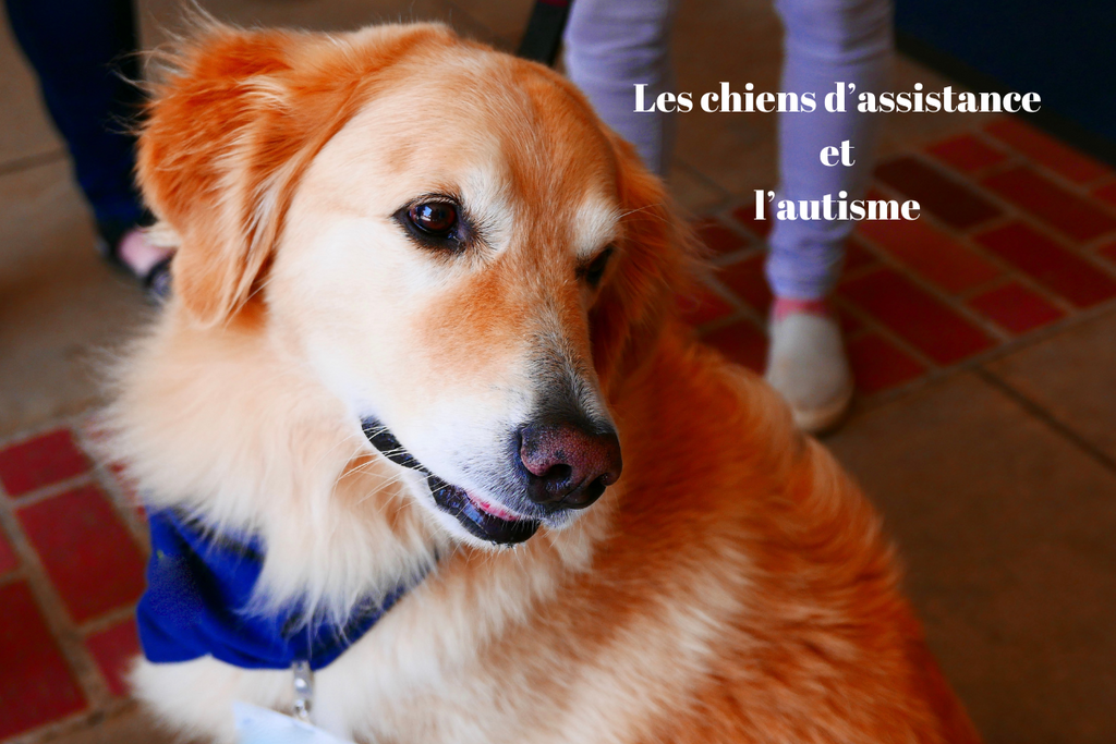 Les chiens d’assistance et l’autisme